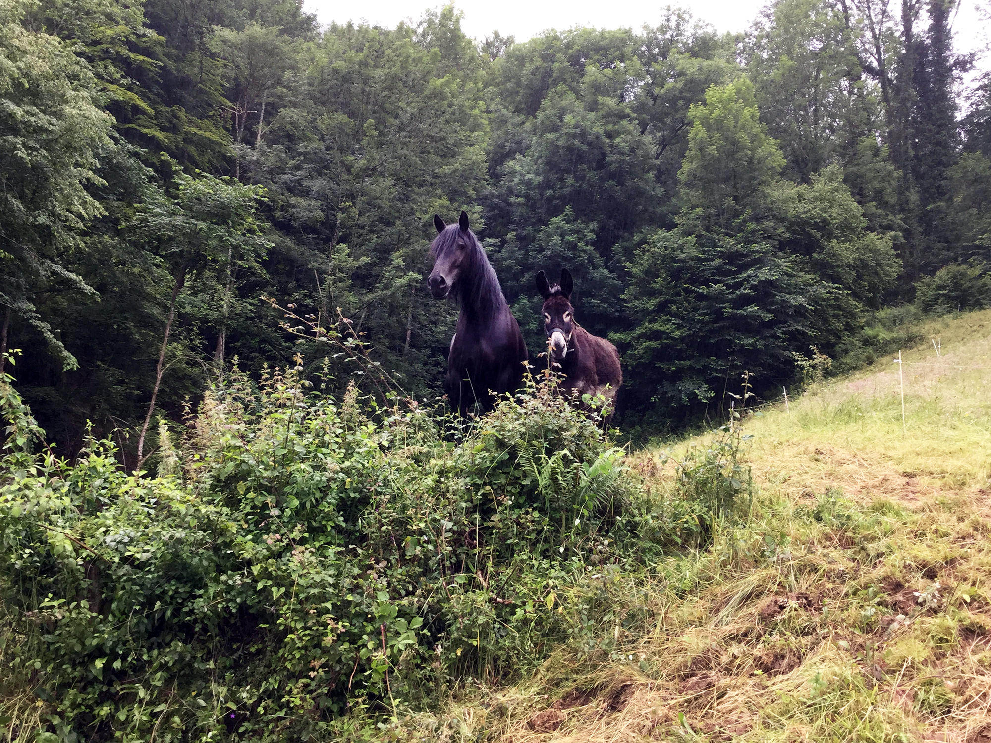 Chevaux paysan méditant