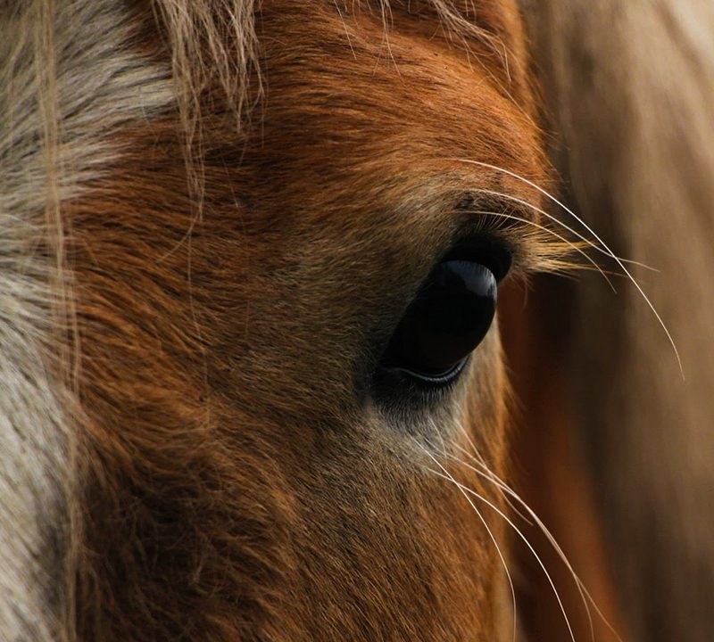 Oeil cheval