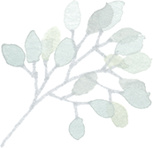 Branche gris vert