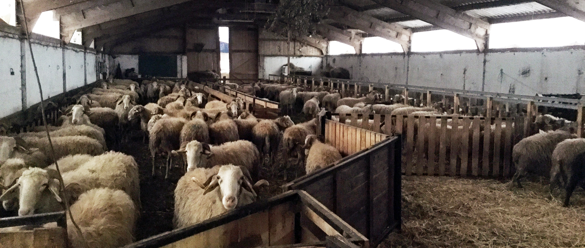 Mouton dans la bergerie