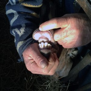 Dentition de chèvre