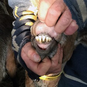 Dentition de chèvre