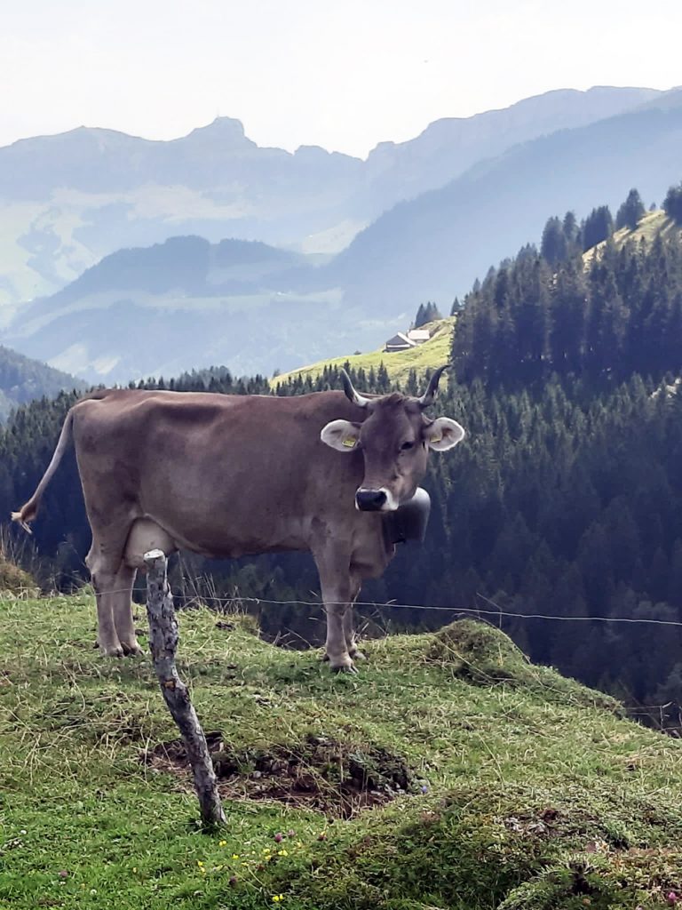 Vache montagne suisse