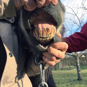 Dentition d'âne